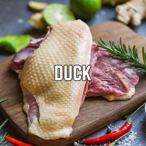 Duck
